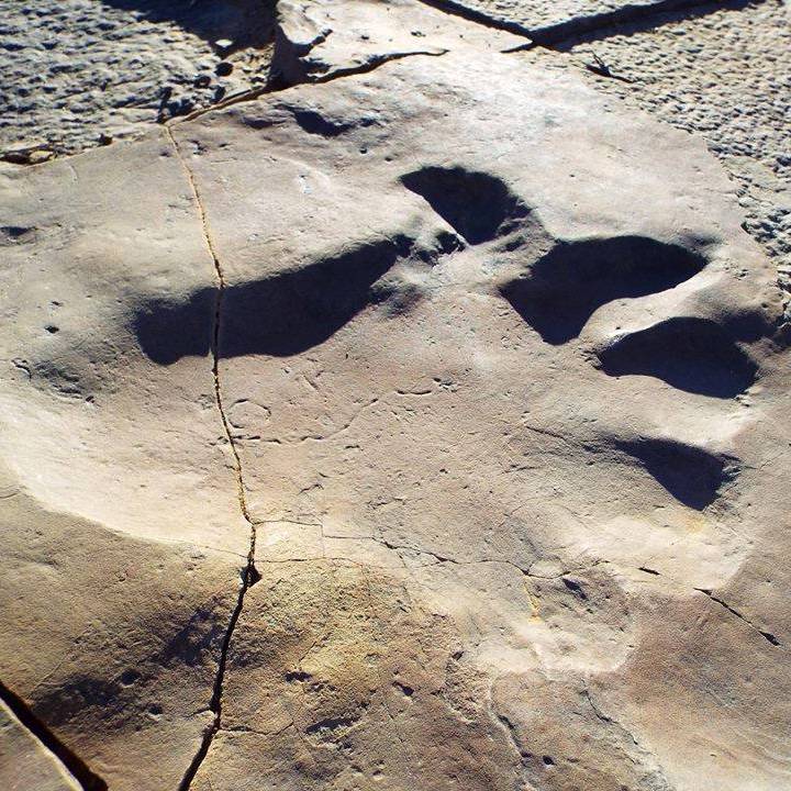 Palaeontology
